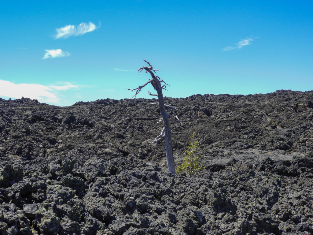 Old mother tree in lava beds 2