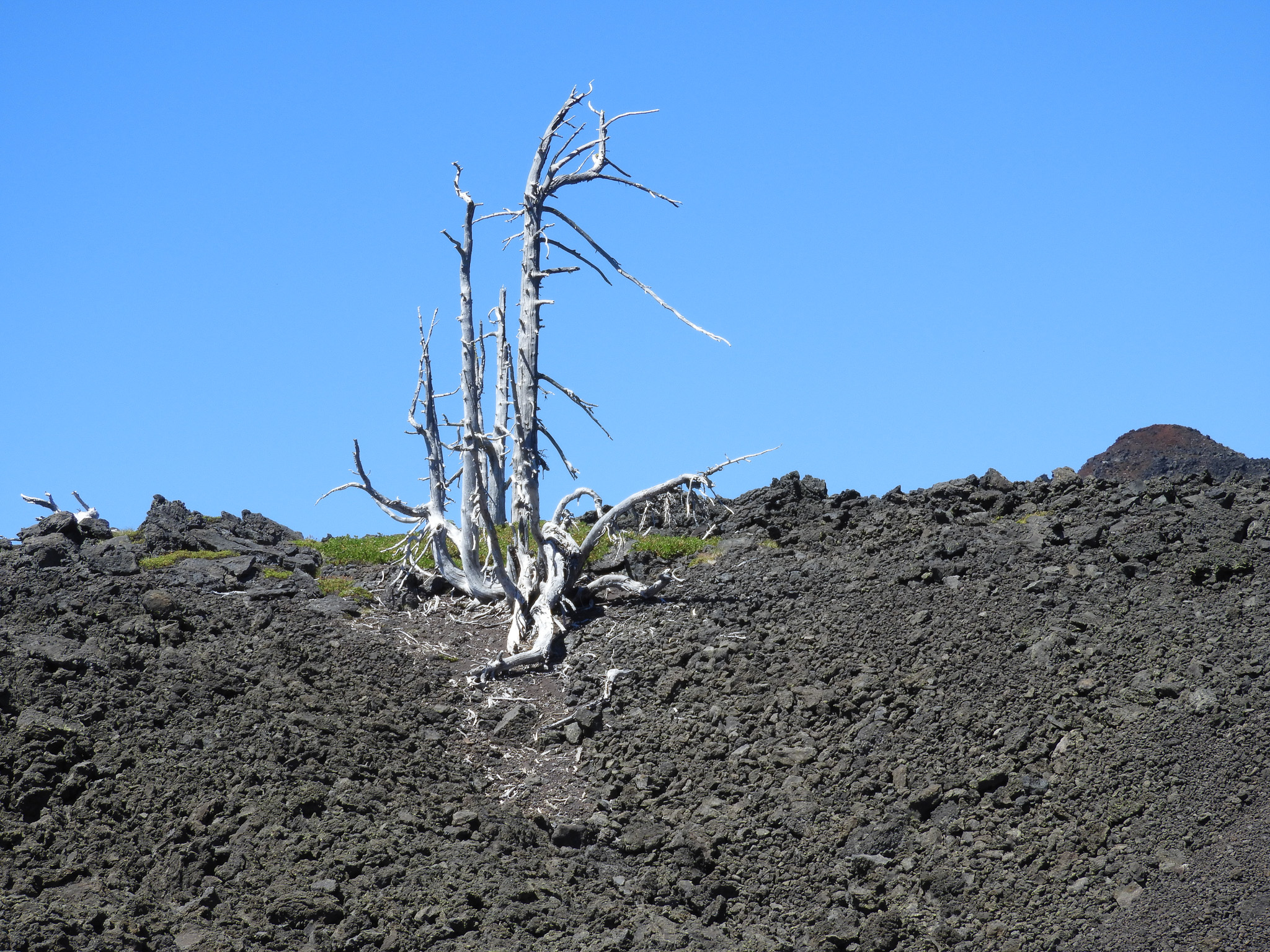 solo tree in lava bed