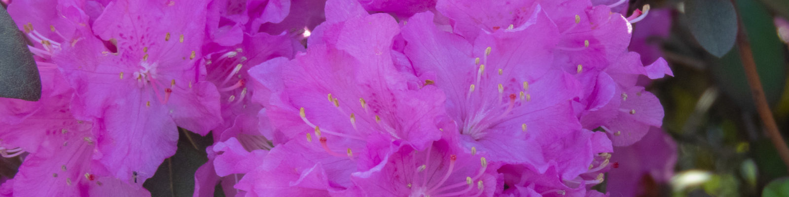 april flowers